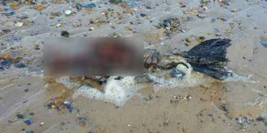 Mayat Mirip Putri Duyung Terdampar di Pantai, Ini Penampakannya