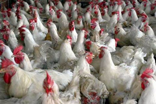 Pekan Ini, Kemendag Bahas Batas Atas dan Bawah Harga Ayam dan Telur