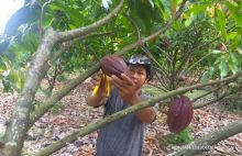 Askindo Pesimis Dana Pemerintah Bisa Tingkatkan Produksi Kakao