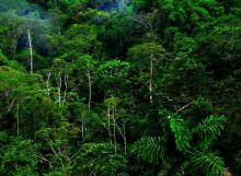 Penataan Hutan Harusnya Sentuh Kesejahteraan Masyarakat