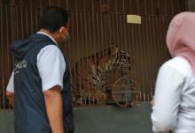 2 Harimau Sumatera di Ragunan Kena Corona, Sesak Napas dan Bersin, Diisolasi 12 Hari