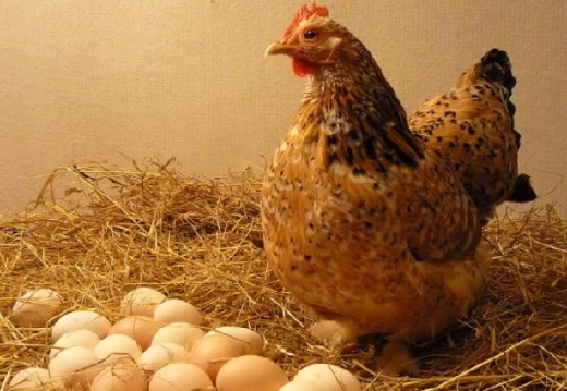 Harga Beda Tipis, Masyarakat Lebih Pilih Beli Ayam Ketimbang Beli Telur