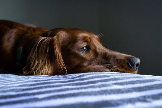 Pengacara Berharap Polisi Ungkap Pelaku Teror Kepala Anjing di Pesantren Bahar
