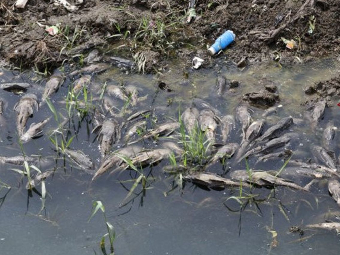 Pemprov DKI Minta KPKP Tindak Lanjuti Isu Ikan Sapu-sapu di Sungai Ciliwung
