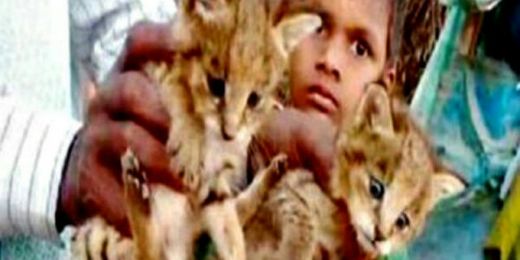 Menyangka Anak Kucing, Bocah 6 Tahun Bawa Pulang ke Rumah 2 Anak Macan