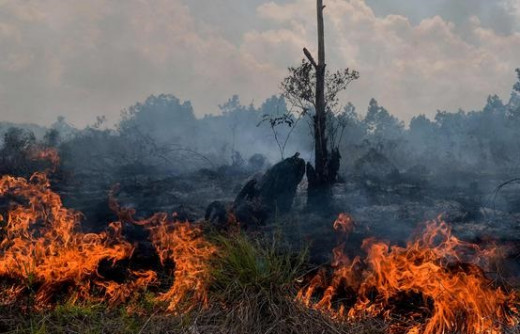 Kebakaran Lahan Gambut di Kampar, 1 Hektare Kebun Sawit Hangus