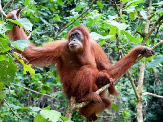 Seekor Orangutan Dewasa Nyasar ke Pemukiman Warga di Kabupaten Inhu