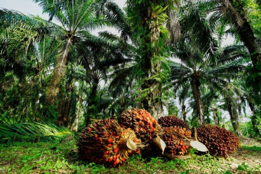 Hari Ini, Harga Sawit di Riau Naik Rp131,30 Per Kg