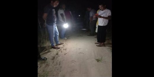 Jejak Kaki Harimau Bikin Resah, BBKSDA Riau Imbau Warga Hati-hati