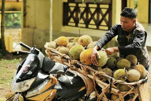 Nyuami Banget, Sekali Coba Durian Suku Talang Mamak Desa Rantau Langsat, Dijamin Bikin Nagih