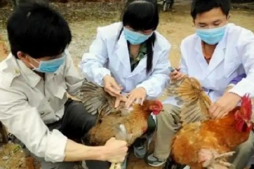 Setelah Corona, Kini Cina Musnahkan 17.828 Ekor Unggas karena Flu Burung