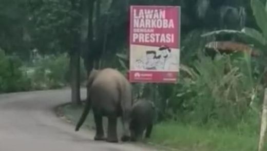 Warga Riau Heboh Ada Gajah dan Anaknya Jalan-jalan di Bengkalis