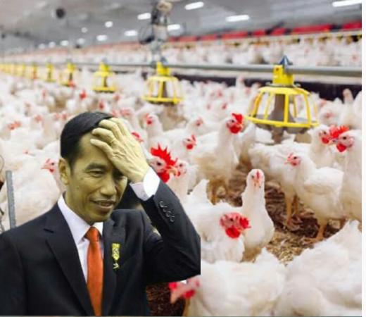 Indonesia Kalah Sidang Gugatan di WTO, Pemerintah Diminta Antisipasi Banjirnya Impor Ayam dari Brasil