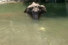 Gajah Hamil Mati setelah Diberi Makan Nanas Berisi Petasan