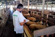 Baznas dan Bank Permata Syariah Luncurkan Balai Ternak Kabupaten Tanah Datar