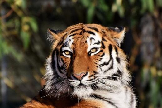 Petugas Kebun Binatang Tewas Diserang Harimau
