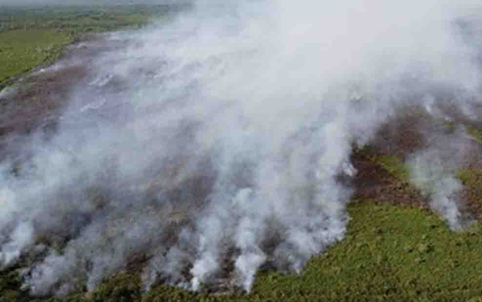 23 Konsesi Sawit Terseret Karhutla Jambi, Luas Lahan Terbakar Melonjak