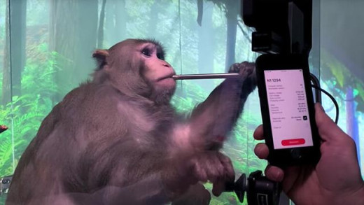 Uji Coba Chip Otak Neuralink, Elon Musk Bunuh 1.500 Hewan, Kondisi Monyet Paling Mengenaskan
