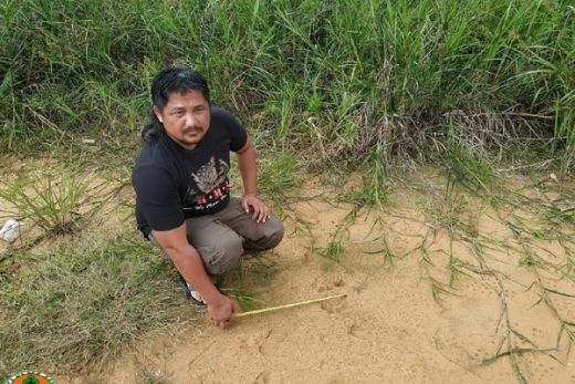 Jejak Harimau Kembali Muncul di Dekat Permukiman Warga Kualu Nanas Kampar Riau
