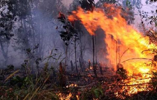 BNPB: Selain Riau dan Kalbar, Kebakaran Lahan dan Hutan Juga Meluas di Sumsel
