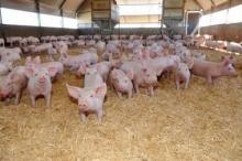 Untuk Pemulihan Ekonomi, Mensos Risma Janjikan Ternak Babi