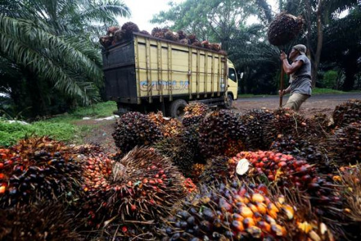 Sawit Laris Manis, Holding Perkebunan Cuan Rp 3,8 Triliun