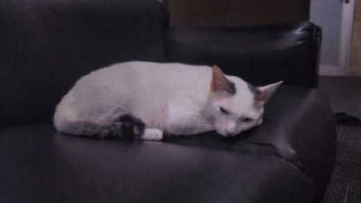 4 Tahun Huni Lantai 32 DPR, Shiro Si Kucing Sempat Dibuang, tapi Selalu Kembali ke Gedung Parlemen