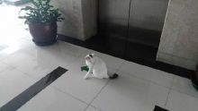 Mengikuti Shiro, Si Kucing Penunggu Gedung DPR yang Suka Naik Lift