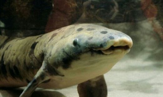 Ikan Ini Disuntik Mati Setelah 90 Tahun Hidup dalam Aquarium