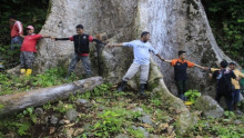 Warga Sumbar Geger, Pohon Terbesar di Indonesia Ditemukan di Agam