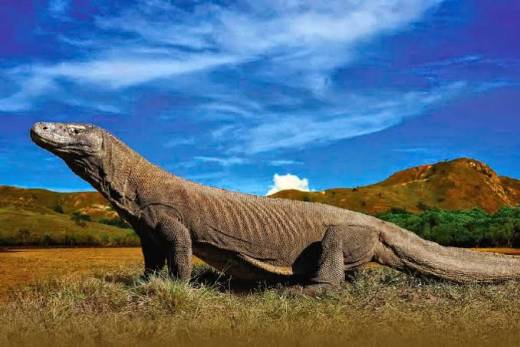 Fam Tripers Thailand Terkagum Habis Cerita Dinosaurus Asli Indonesia