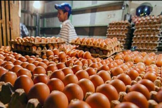 Harga Telur Ayam Anjlok, Syarief Hasan Minta Negara hadir Guna Menjaga Stabilitas Harga