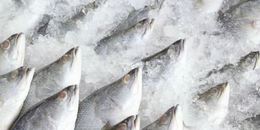 Ajaib, China Curi Ikan di Natuna, Indonesia Impor Ikan Beku 40% dari China