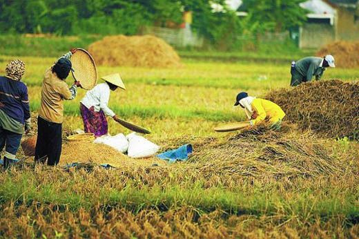 Inkubator Tani Program Andalan Kesejahteraan Petani Subang