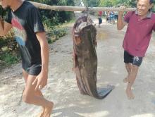 Begini Penampakan Ikan Tapah Raksasa Hasil Tangkapan Warga Sintang di Sungai Kapuas