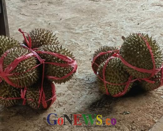 GoNews Penampakan Durian Celeng di Ka