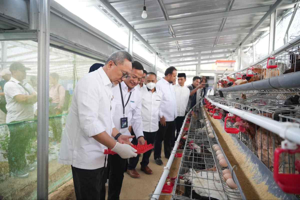 Menko Pangan RI Panen Brokoli hingga Ayam Petelur di Rumah Pangan PNM