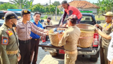 Diduga Bocor, Satpol PP Cuma Sita 36 Buah saat Razia Pedagang Durian Celeng di Kandeman