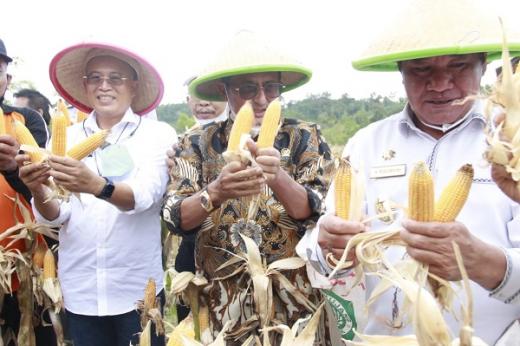 Panen Raya Jagung di Bengkulu, Fadel Dorong Daerah Tingkatkan Komoditas Pangan