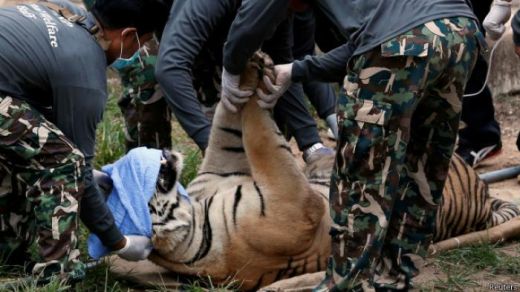 Pencari Daun Nipa Tewas Diterkam Harimau saat Mau Beli Rokok