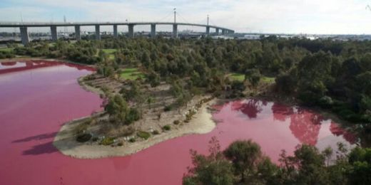 Air Danau di Australia Mendadak Berwarna Pink