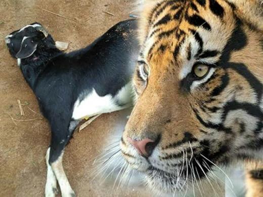 Tiga Ekor Harimau Berkeliaran di Agam, Dua Ekor Kambing jadi Mangsa