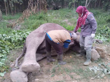 Racun Gula Merah Diduga Renggut Nyawa Gajah Muda di Pelalawan