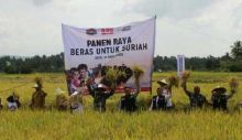 Subhanallah, Panen Raya, Petani Aceh Kirim 1.000 Ton Beras untuk Pengungsi Suriah