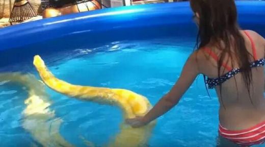Gadis Remaja Ini Berenang bersama Ular Piton Raksasa di Kolam Plastik