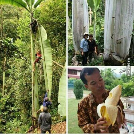 Pisang Raksasa Ini Batangnya Setinggi 25 Meter, Buahnya Seberat 60 Kg dan Asli Tumbuh di Indonesia