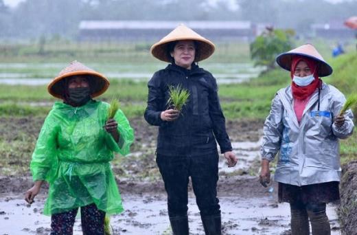 Jika Ingin Terlihat Merakyat, Pengamat: Puan Tak Harus Meniru Gaya Jokowi Hujan-hujanan, Masuk Got dsb