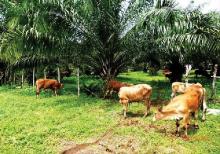 Pemerintah Dorong Integrasi Lahan Sawit untuk Ternak Sapi