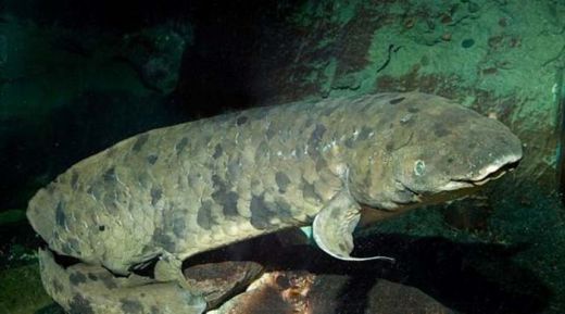 Ikan Tertua di Dunia Akhirnya Menghembuskan Napas Terakhir di Usia 90 Tahun