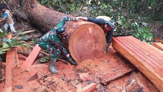 Tak Jera, Pelaku Illegal Logging Masih Beroperasi di Taman Nasional Tesso Nilo Riau